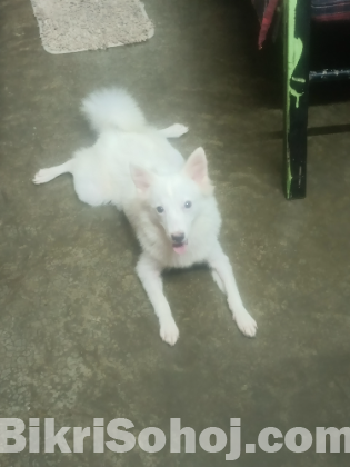 Japanese Spitz
